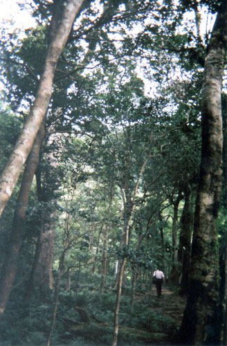 照葉樹林帯の森、宮崎県綾町。 2006年10月