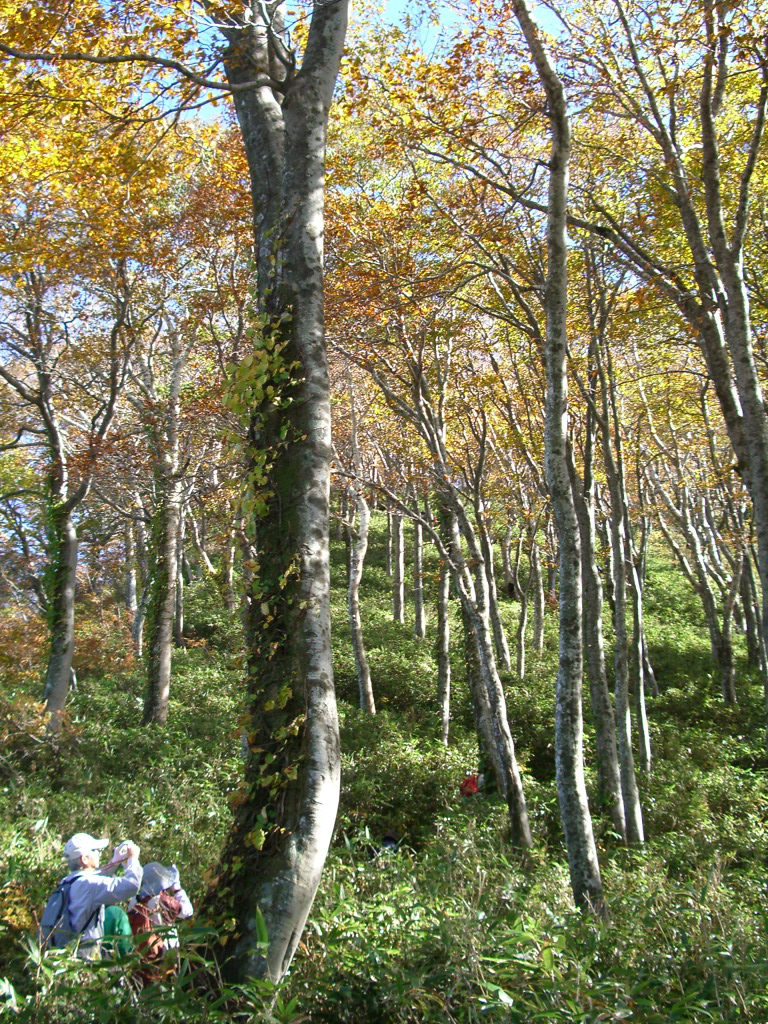 2006年10月。ブナの森。同じ時期の照葉樹林の森との比較