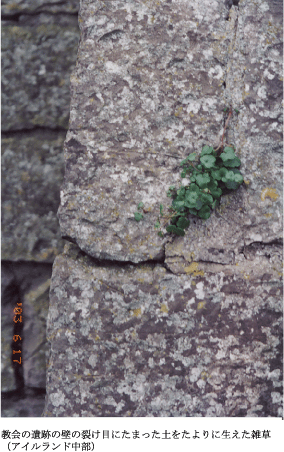 境界の遺跡の壁の裂け目にたまった土をたよりに生えた雑草（アイルランド中部）